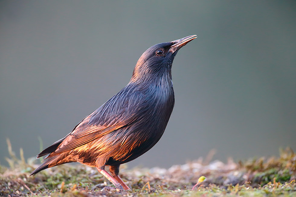 Las referencias sobre la especie son bastante abundantes